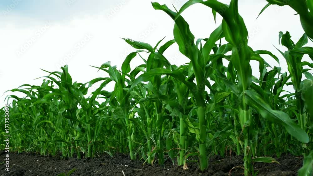 Rows of Young Corn in the Field before Rain Rows of Young Corn in the Field before Rain