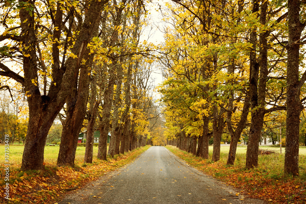Naklejka premium asphalt road with beautiful trees on the sides in autumn