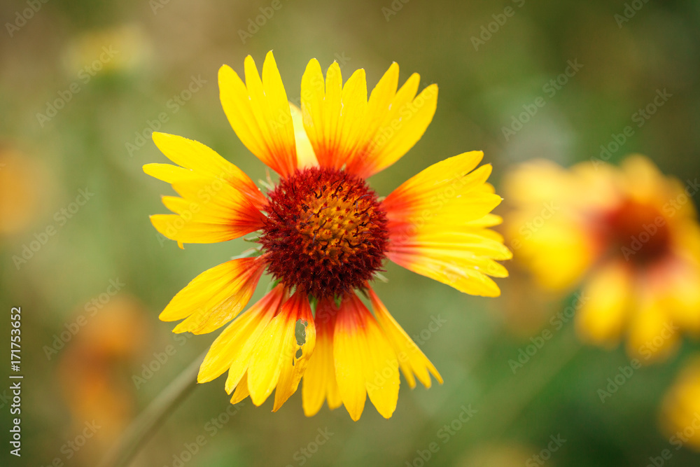 Obraz premium Gaillardia flower growing in the garden. Close-up. Background.