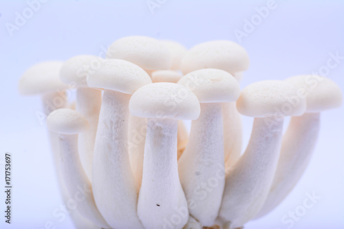 Isolated shimeji mushrooms on white background.