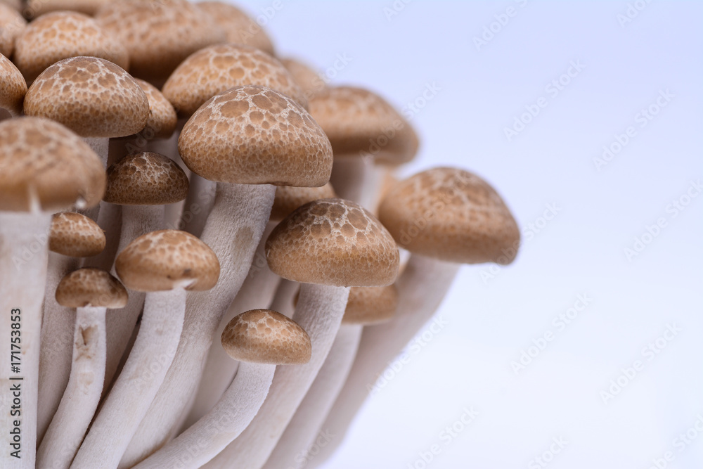 Isolated black shimeji mushrooms on white background. Isolated black shimeji mushrooms on white background.