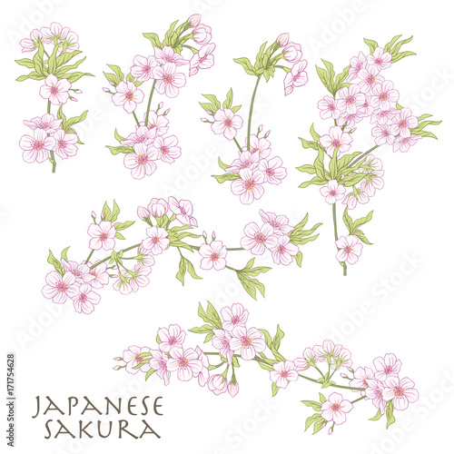 Branch of cherry blossoms, japanese cherry. Stock line vector il © Elen  Lane