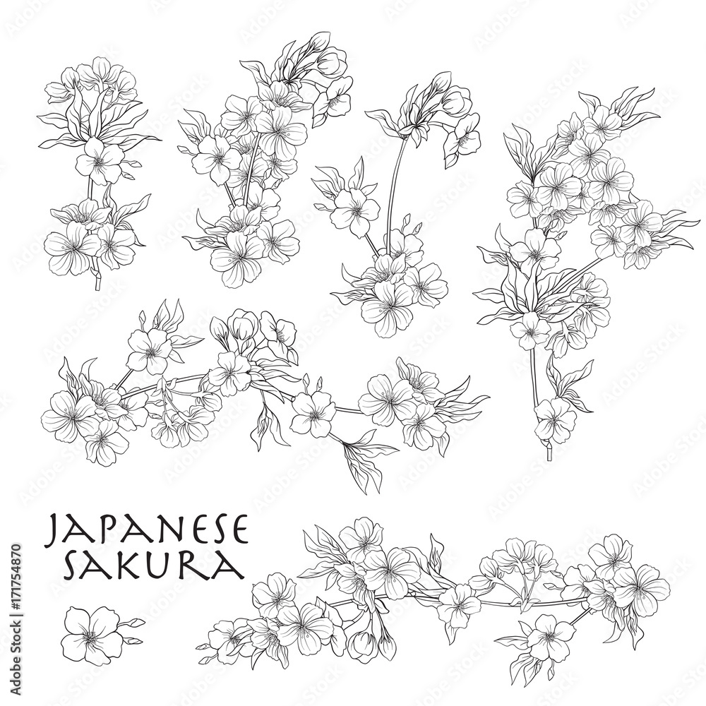 Fototapeta premium Branch of cherry blossoms, japanese cherry. Stock line vector il