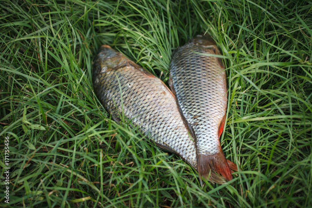 Obraz premium fresh river fish on the grass.