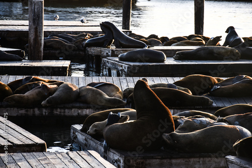 San Francisco Fisherman's wharf