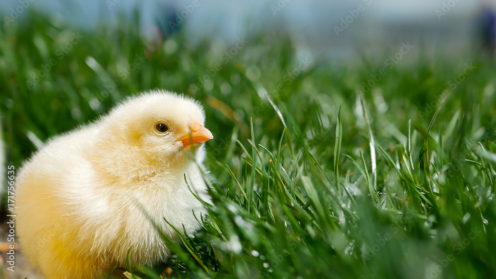 Obraz premium Alone small chick hiding in spring grass and try to sleep