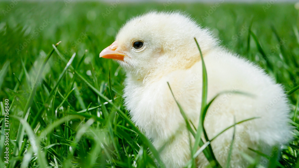 Alone small chick hiding in spring grass Alone small chick hiding in spring grass