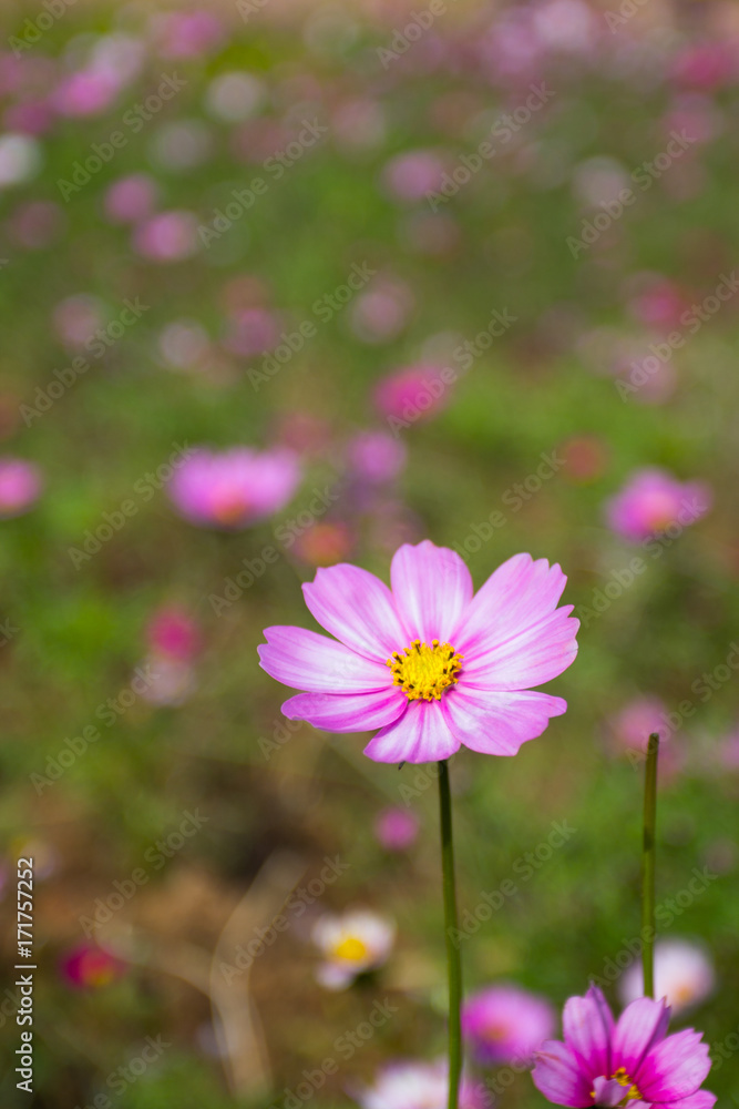 Colourful calliopsis flower blooming under the sunshine Colourful calliopsis flower blooming under the sunshine