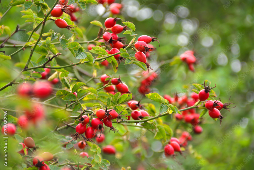 Fototapeta premium Herbstlicher Hagebuttenstrauch mit Früchten - Rosa canina