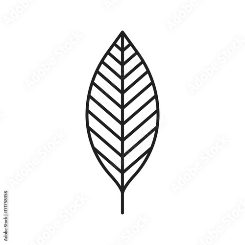 Walnut leaf linear icon