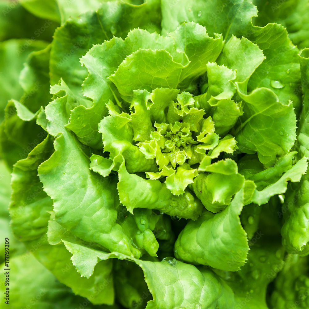 Fresh green salad lettuce Fresh green salad lettuce