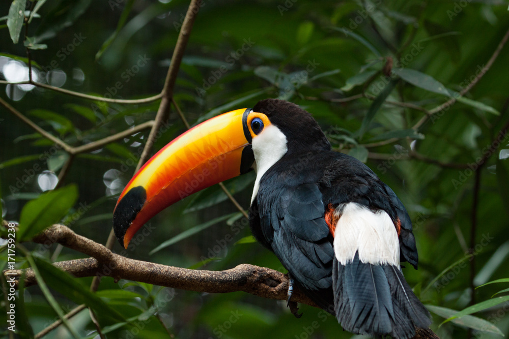 Obraz premium The toco toucan (Ramphastos toco) in forest.