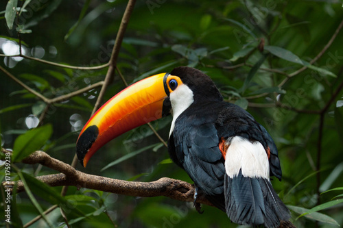 The toco toucan (Ramphastos toco) in forest.