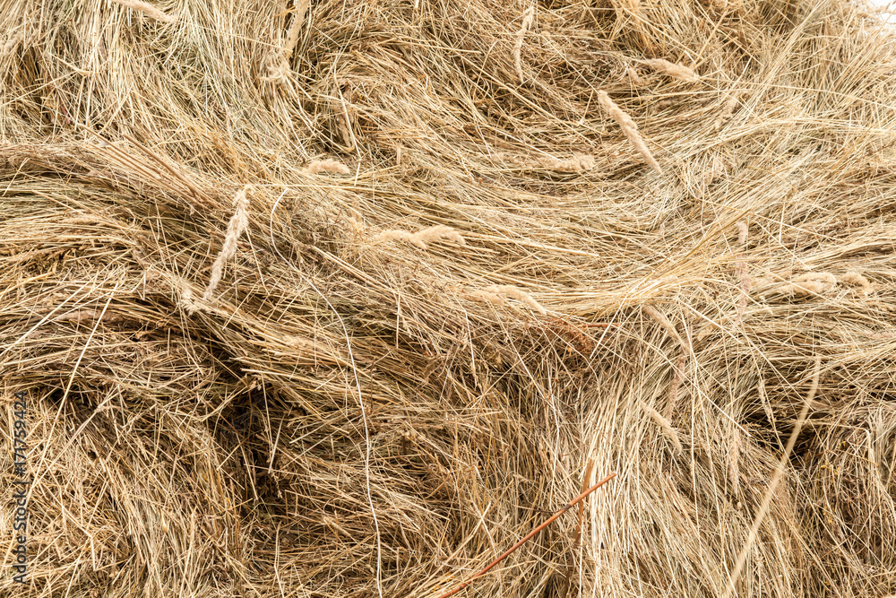 Closeup of golden hay roll Closeup of golden hay roll