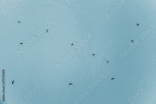 several bugs of water striders © Сергей Чирков