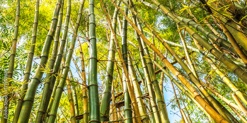 Floresta de bambu.