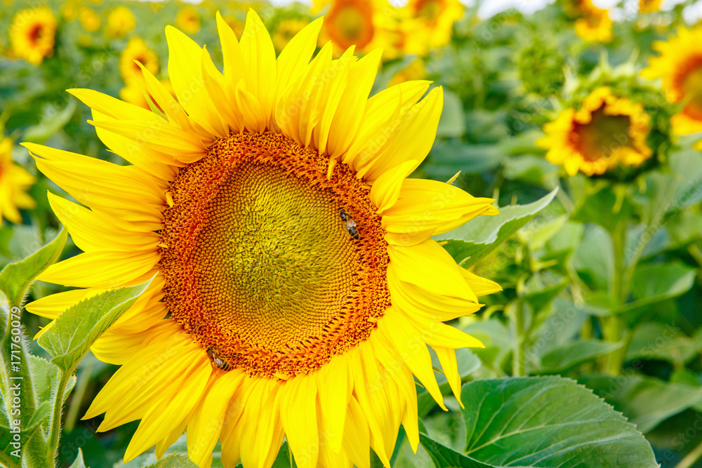 field with sunflowers and bees collecting honey field with sunflowers and bees collecting honey