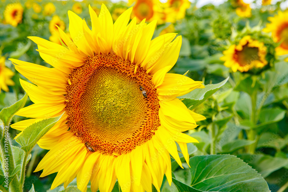 field with sunflowers and bees collecting honey