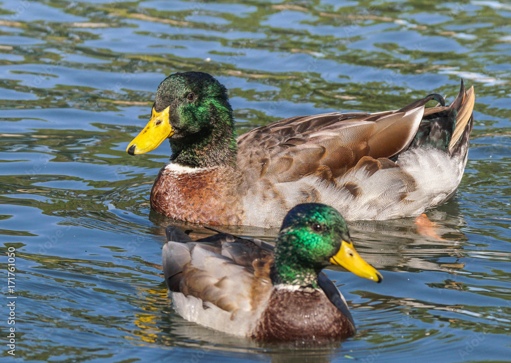 Obraz premium Hybrid Mallard - Supersized