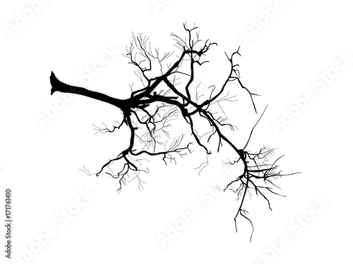 Tree Branch Vector