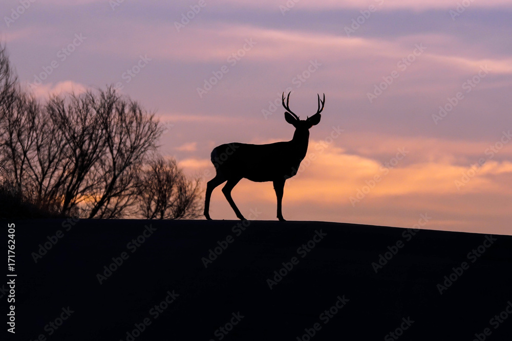 Morning Silhouette - Buck