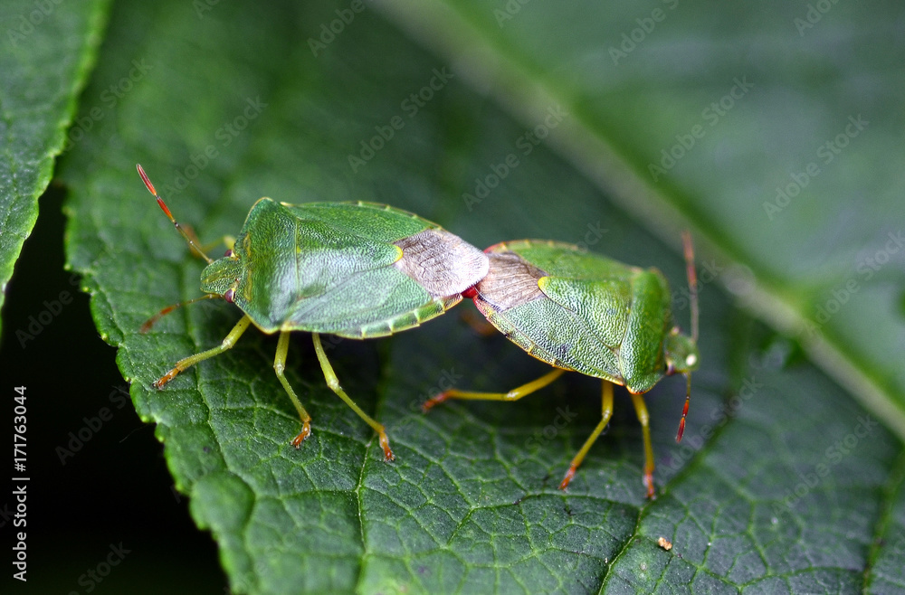 Fototapeta premium Zoology, Insects