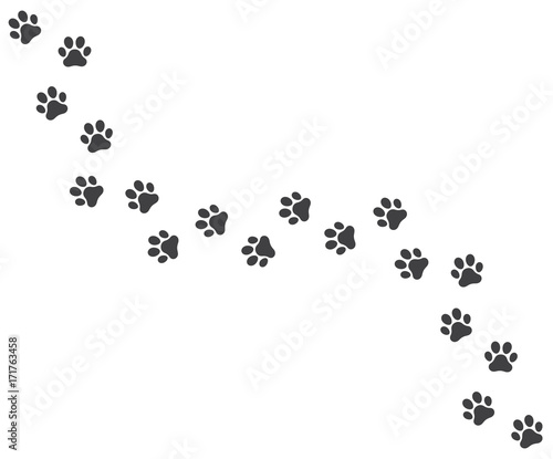 Vector trail of dog footprints