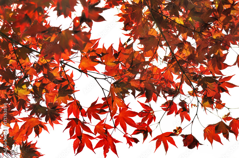 feuillage rouge de l'érable du japon sur fond blanc feuillage rouge de l'érable du japon sur fond blanc