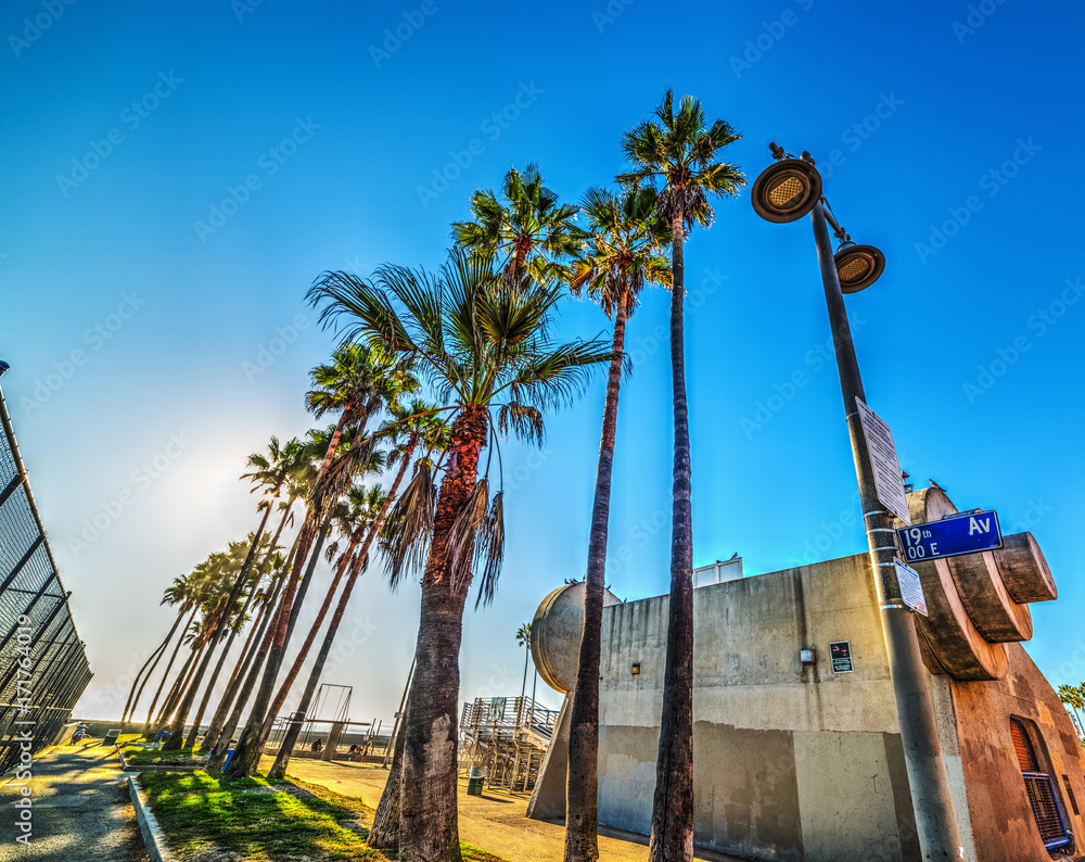 Naklejka premium Palm Trees by Muscle Beach in Venice