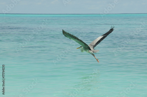 Grey Heron or tropical bird takes flight over stunning Indian ocean