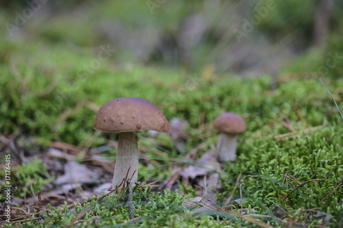 A pair of edible mushrooms king bolete