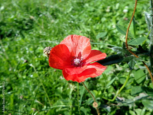 Red wild poppy,(Papaver rhoeas)