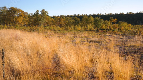 Colors of autumn in Finnamrk region, northern Norway, Lappland area