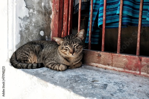 Fototapeta Naklejka Na Ścianę i Meble -  Sleepy Cat on Old Window.