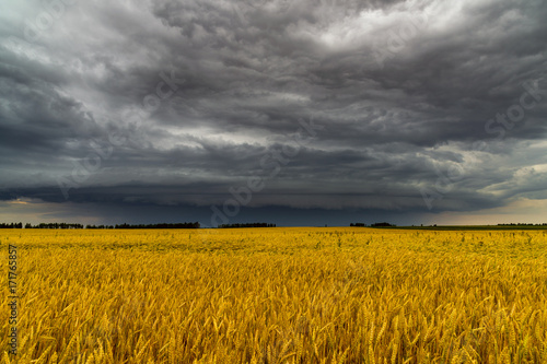 Round storm cloud over a wheat field. Russia