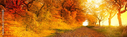 Autumn forest landscape trail