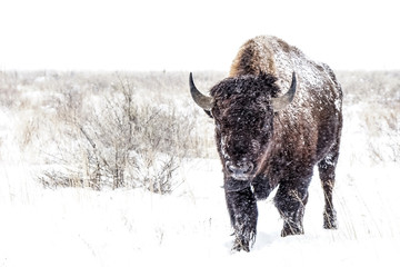 Fototapete Bison Bison auf eisigem Winterspaziergang  © Bernie Duhamel