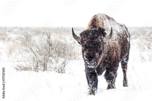 Foto Cold Walk - American Bison