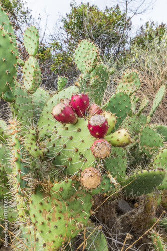 Prickly pear cactus close up with fruit in red color, cactus spines. photo