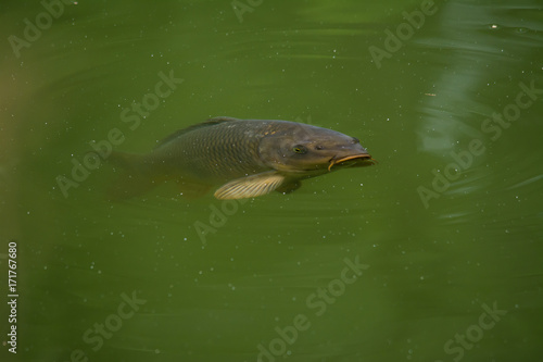 Wildlife photo of common carp swiming in freshwater river