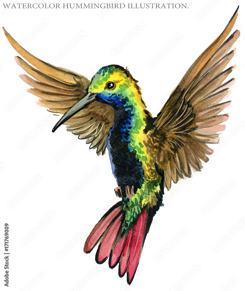 Hummingbird watercolor illustration.