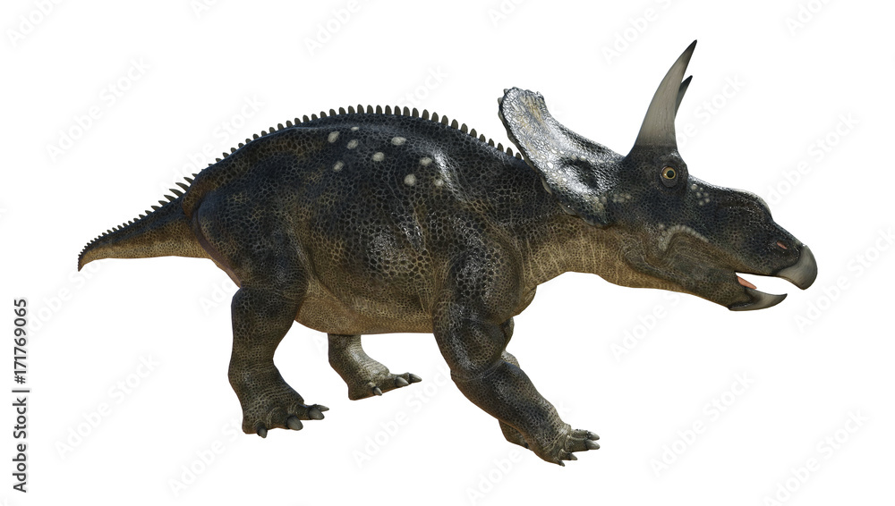 3D Rendering Dinosaur Diceratops on White