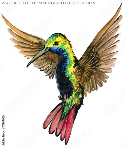 Hummingbird watercolor illustration. © Елена Фаенкова