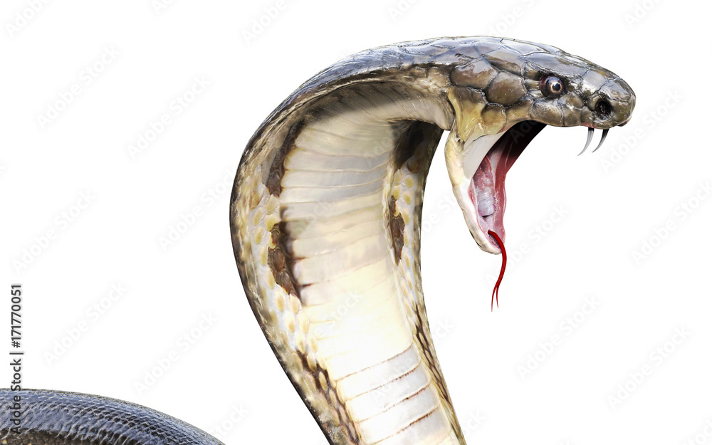 Obraz premium 3d King Cobra Najdłuższy na świecie jadowity wąż na białym tle, King Cobra Snake, ilustracja 3d, renderowanie 3d