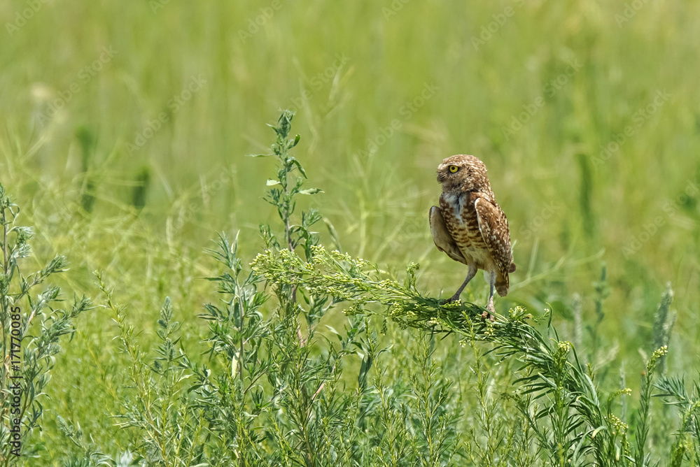 Burrowing Owl - Perch Burrowing Owl - Perch