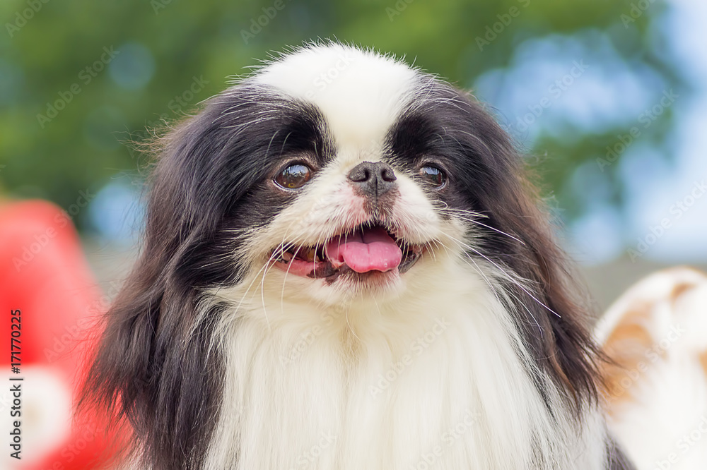 the Japanese Spaniel
