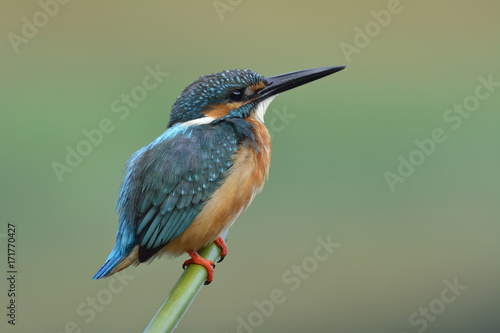 Blue bird perching on green bamboo over soft green background with details of its beautiful side feathers and wagging tail, Common Kingfisher (Alcedo atthis)
