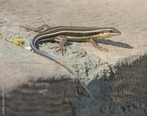 Blue-tailed skink lizard on a rock wall