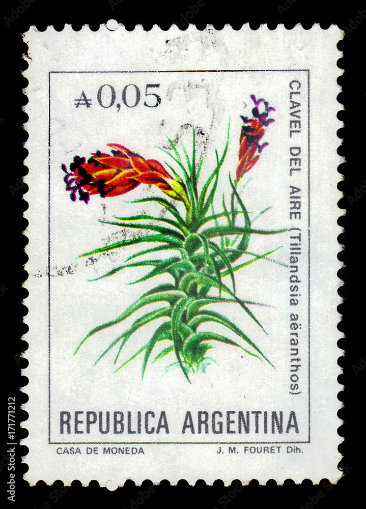 tillandsia aeranthos is a species in the genus Tillandsia tillandsia aeranthos is a species in the genus Tillandsia