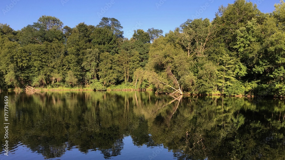 Reflection of trees on the water in New York